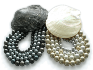Picture of two oysters one black and one white with respective pearl strand